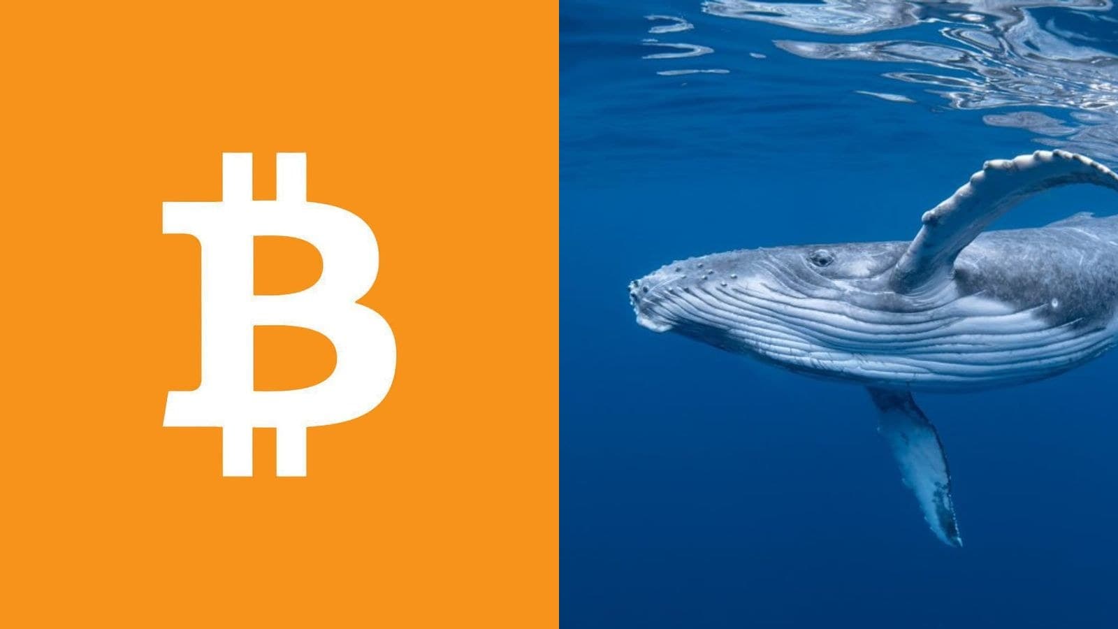132,31 BTC dormants depuis 15 ans bougent cette nuit : 10,37 millions de dollars et un gain de plus de 800 000% sur l'une des adresses