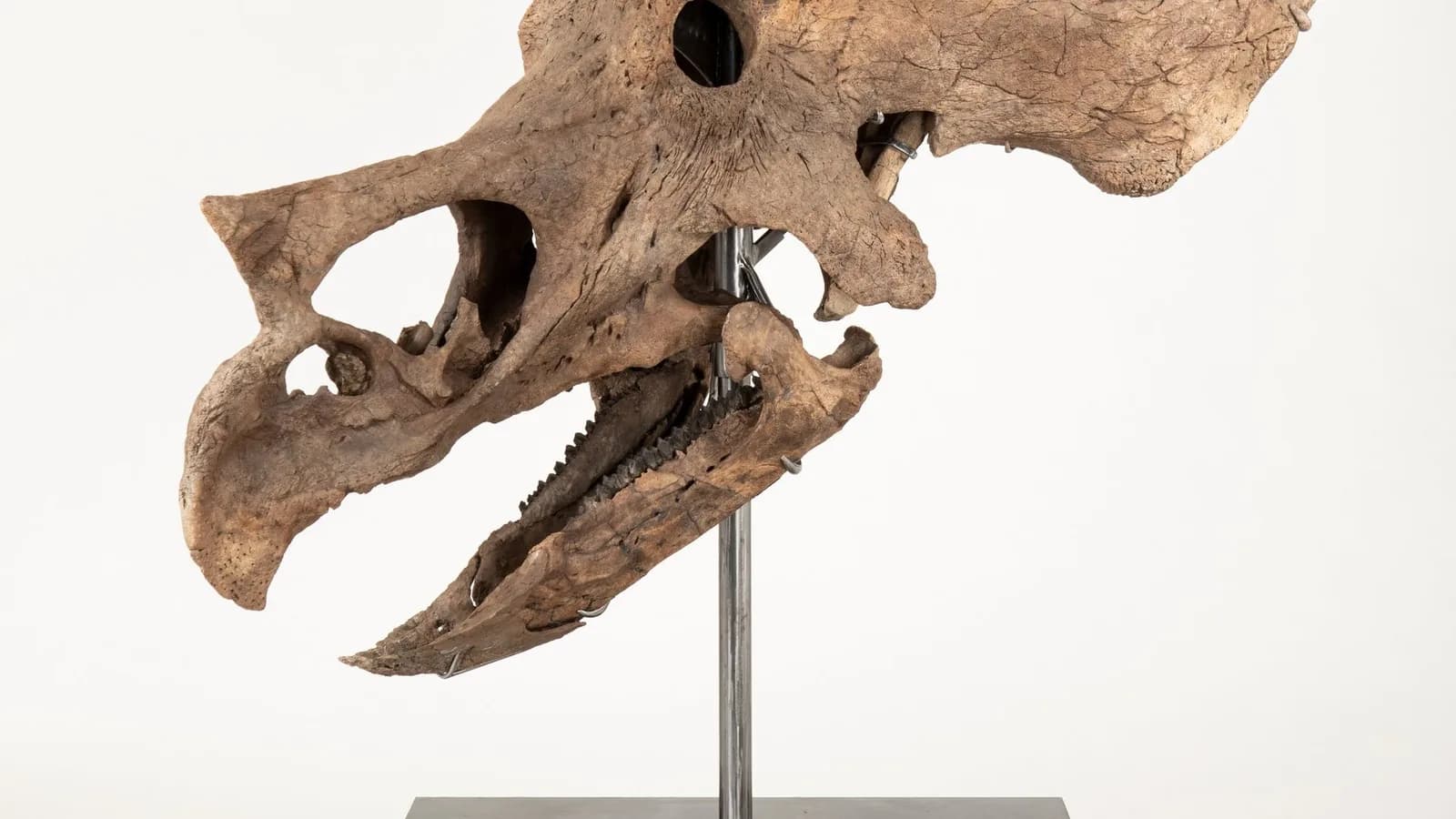 Des fossiles de dinosaures tokenisés sur Solana : des spécimens réels disponibles à l'achat sur la blockchain