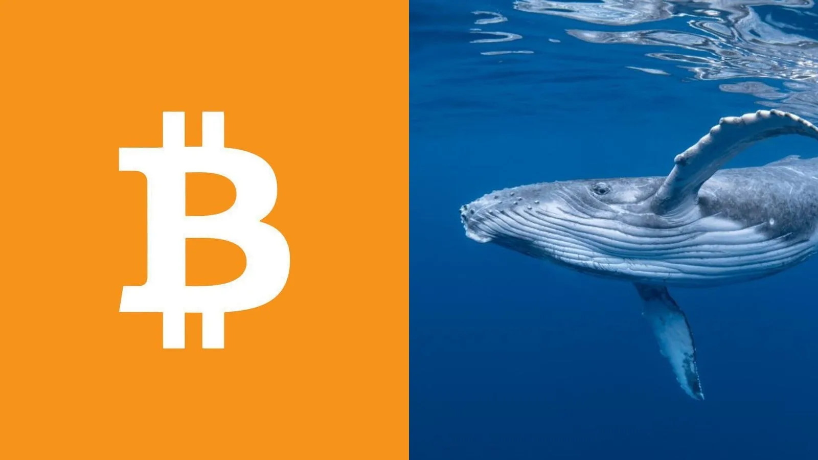 132,31 BTC dormants depuis 15 ans bougent cette nuit : 10,37 millions de dollars et un gain de plus de 800 000% sur l'une des adresses
